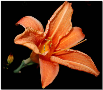 开花 百合花 植物学 美丽的 自然 花瓣 花的 植物 植物区系