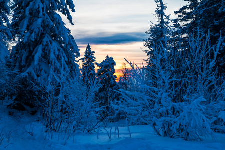 木材 黎明 日出 森林 风景 寒冷的 冬天 天空 美丽的