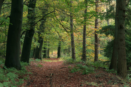 秋林中落叶覆盖的小路。