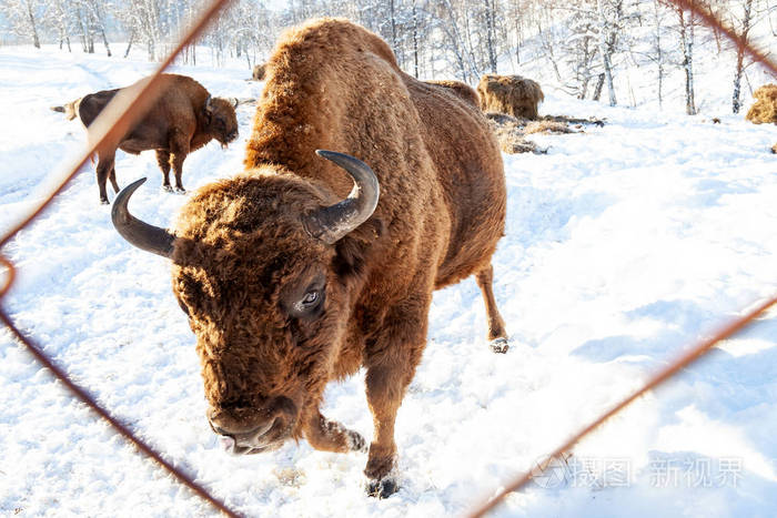 一头来自华尔街的大型棕色野牛或公牛正站在