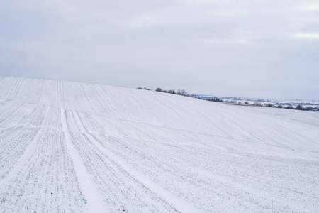 雪花过程冬天麦田被雪覆盖.冬小麦.绿草,雪下的草坪.在寒冷中收获.