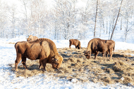 A large herd of brown bison or Wall Street bulls grazes next to 