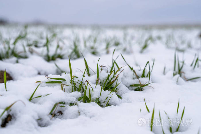 冬天麦田被雪覆盖冬小麦绿草雪下的草坪在寒冷中收获