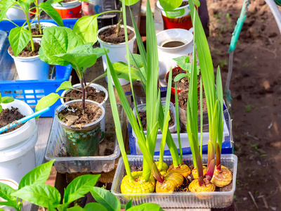 在春天的花园里准备种植的唐菖蒲球茎.农业种植时间.照片