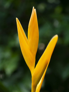 黄花海棠花粉特写图片