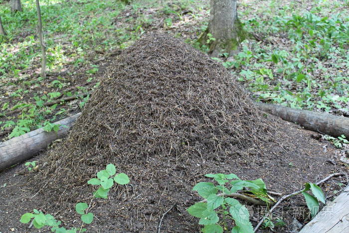 森林里有一群蚂蚁的大蚁丘森林里蚂蚁山上的蚂蚁特写宏