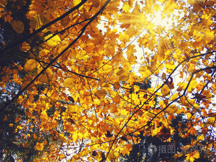 秋季背景森林，橡桦树和阳光明媚