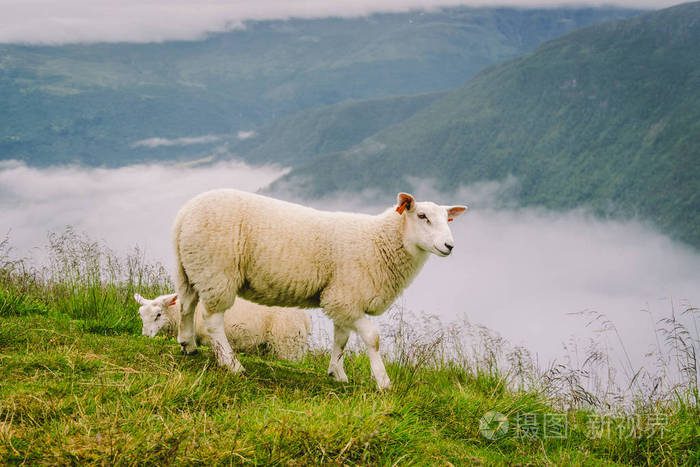 多云的日子里，山上农场里的绵羊。在山谷中放牧的挪威风景。挪威山顶上的绵羊。生态育种。羊吃黄杨木。在山上放牧的母羊