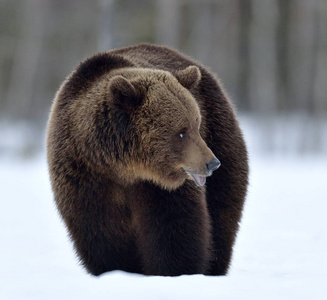 春天 林地 动物群 灰熊 荒野 冬天 寒冷的 天气 动物