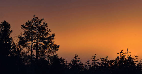 太阳 松木 乡村 风景 季节 早晨 场景 林地 傍晚 颜色