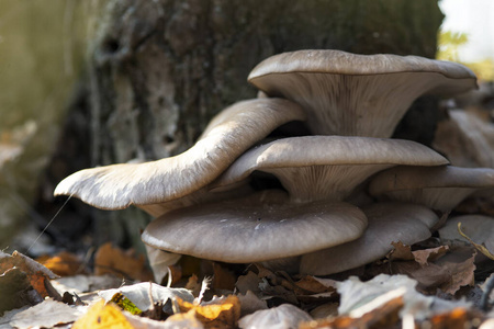 森林 真菌 蘑菇 特写镜头 植物 帽子 苔藓 自然 食物
