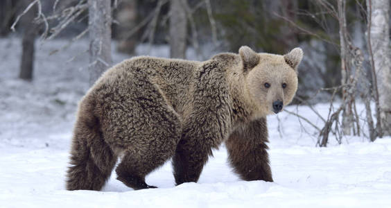 爪子 动物 寒冷的 伍兹 灰熊 危险的 天气 野生动物 季节