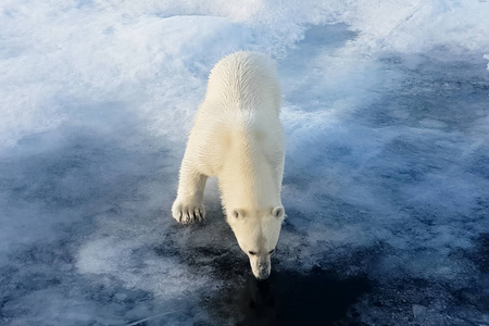 浮冰上的北极熊。北极捕食者