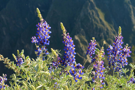 春天 山顶 花瓣 旅行 颜色 旅游业 峡谷 特写镜头 山谷