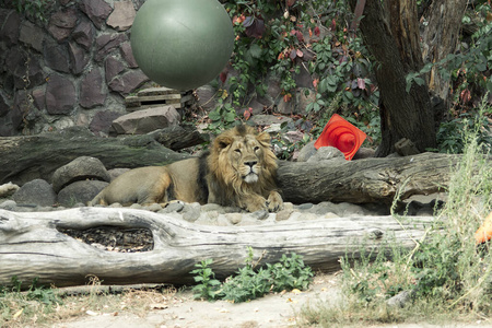 幼兽 猫科动物 猞猁 危险的 毛皮 哺乳动物 动物 母狮
