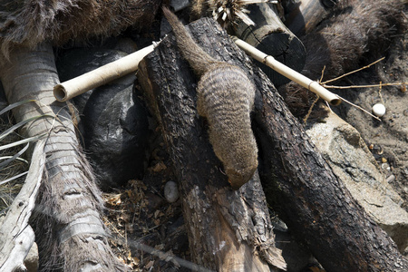 古老的 木材 动物 树皮 自然 野生动物 森林 猫鼬
