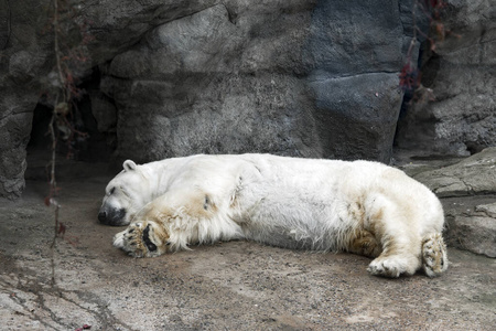 动物园 自然 动物 睡觉 岩石 毛皮 哺乳动物 野兽 冬天