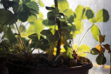 自然 美丽的 幼苗 生长 植物 农业 成长 植物学 春天