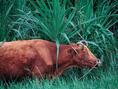 奶牛 自然 夏天 动物 哺乳动物 冲绳
