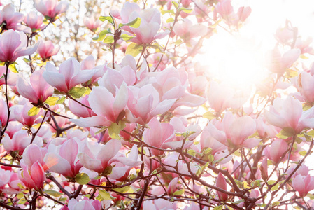 春天里粉红色的木兰花.照片