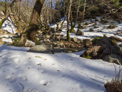 运动 树叶 旅行 岩石 瀑布 自然 植物 环境 冬天 森林