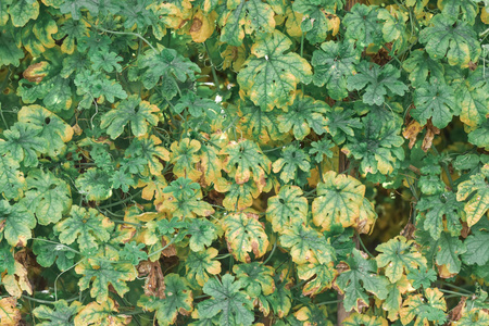 美丽的 自然 植物 叶状 颜色 花园 纹理 生长 环境 树叶