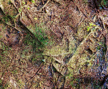 地板 生长 纹理 苔藓 植物 蕨类植物 地球 春天 松果