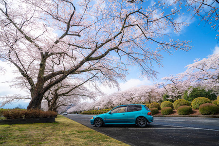 Beautiful view of Cherry blossom tunnel during spring season in 