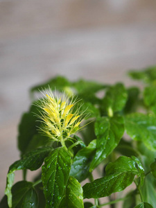 紫茎泽兰是一种黄色的外来植物圆锥花序.越冬.照片