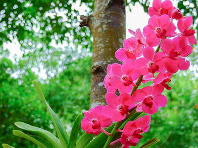 花园里树枝上的紫色兰花