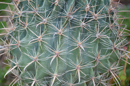 花园 植物 尖峰 仙人掌 沙漠 植物学 植物区系 脊柱 自然