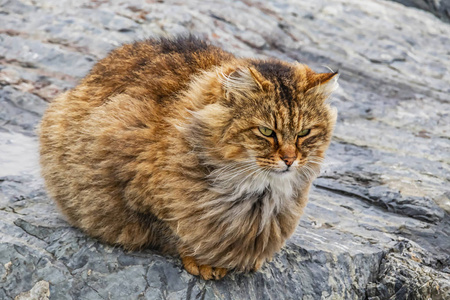 犬科动物 猫科动物 绘画 肖像 头发 可爱的 宠物 家庭