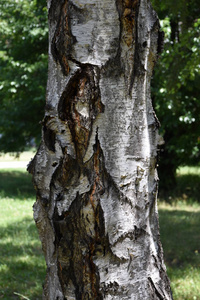 桦木 木材 森林 纹理 自然 植物 树皮 特写镜头