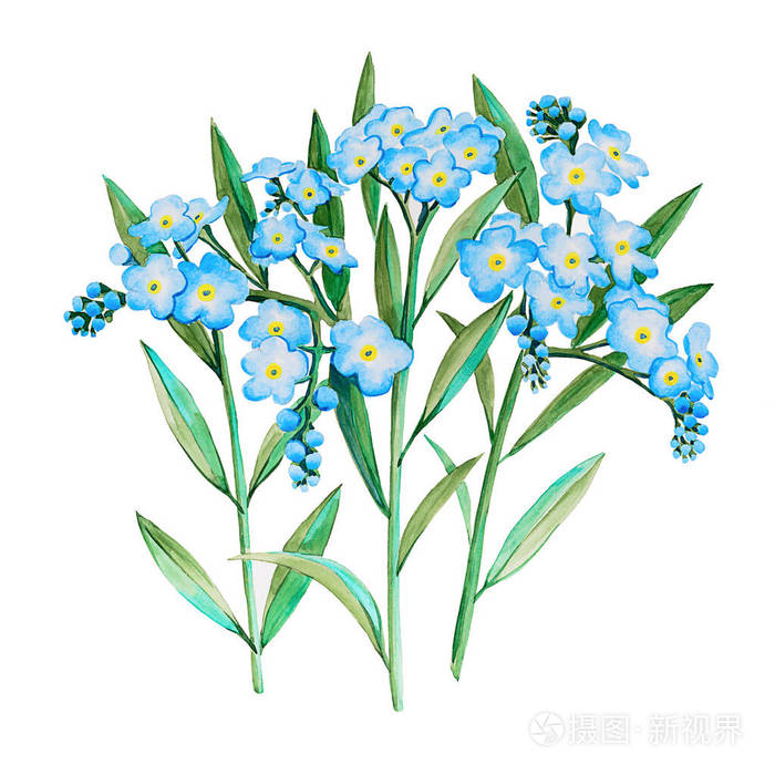 水彩手绘勿忘我花插画有许多浅蓝色花的三根小枝