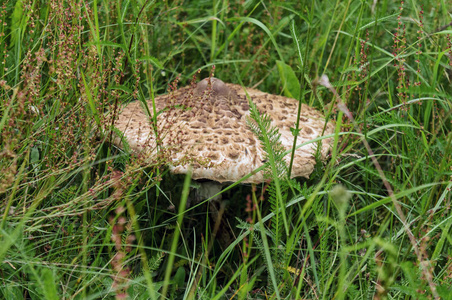 草丛中的蘑菇。
