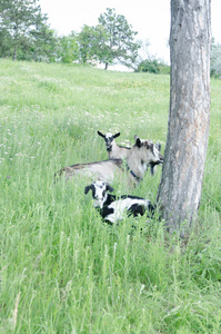 山羊在田里吃草