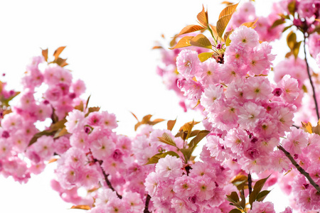 春天开的花粉红色图片