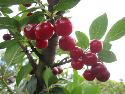 植物 自然 树叶 分支 植物区系 浆果 樱桃 植物学