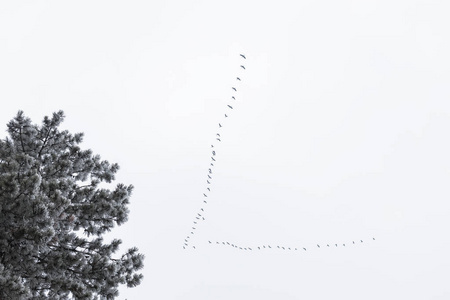 团队 箭头 自然 冬天 航班 伍兹 美丽的 鸟类学 季节