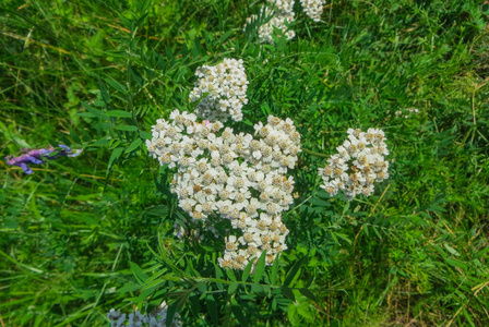 白色的花序在夏天白色的雅罗花。