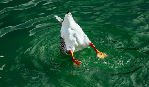 一只野生灰鸭,尾巴漂浮在河水上.照片