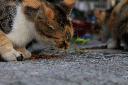 胡须 美丽的 动物 毛皮 同伴 照顾 猫科动物 斑猫 街道