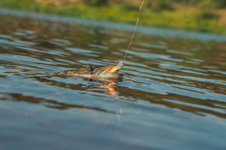 On hook. Fishing for a spinning rod 