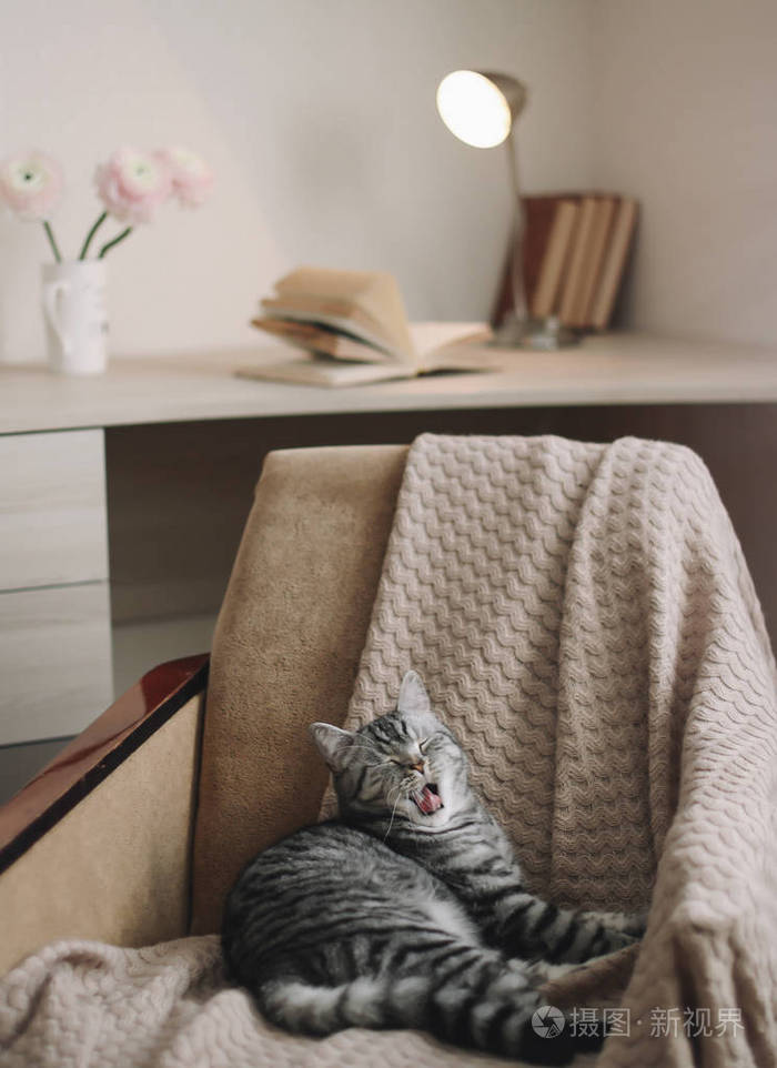 家庭宠物可爱小猫猫特写照片.可爱的苏格兰直猫躺在扶手椅上,室内.