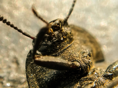 动物学 昆虫学 特写镜头 收集 瓢虫 木材 动物群 鞘翅目