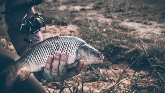 黑板矢量图上的素描画粉笔鱼,鱼肉,鱼类 口特殊的人物,家伙,东西 建