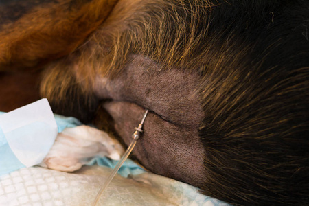 腹水犬重症心脏病腹膜炎腹腔穿刺术照片