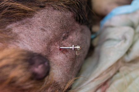 腹水犬重症心脏病腹膜炎腹腔穿刺术照片