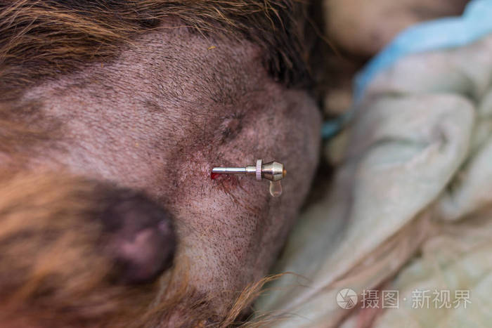 犬重症心脏病腹膜炎腹腔穿刺术