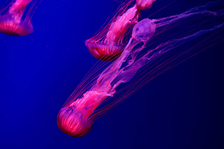 野生动物 危险的 生物 深的 生活 发光 粉红色 水族馆